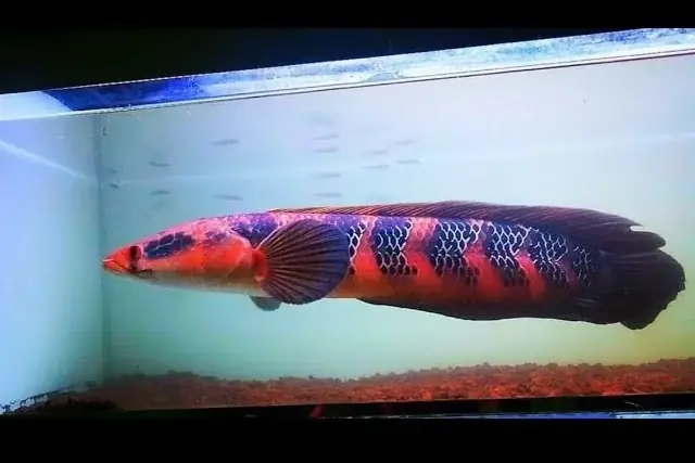 cá lóc vảy rồng