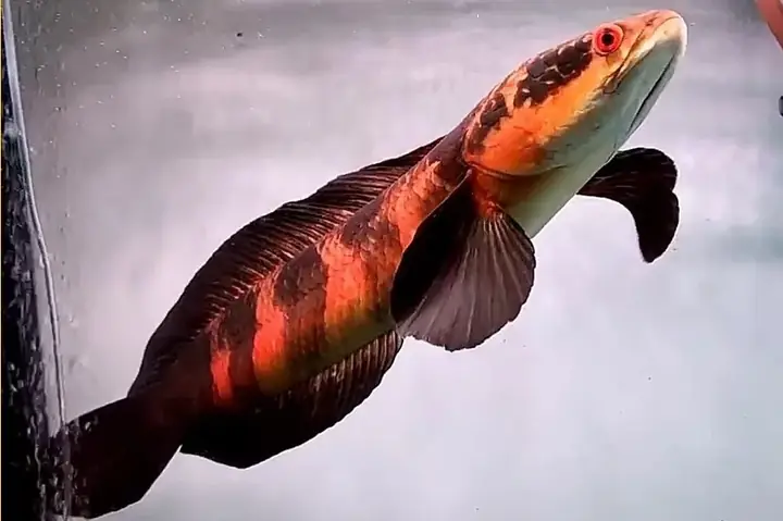 cá lóc vảy rồng