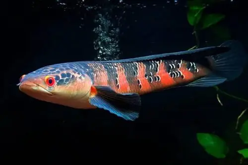 cá lóc vảy rồng