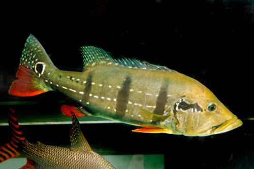 Cá lóc vảy rồng Peacock Bass với hoa văn ấn tượng, thể hiện sức mạnh và vẻ đẹp hoang dã.