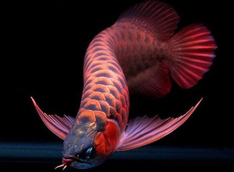 Cá Long Thổ Chiêu vảy vàng óng ánh