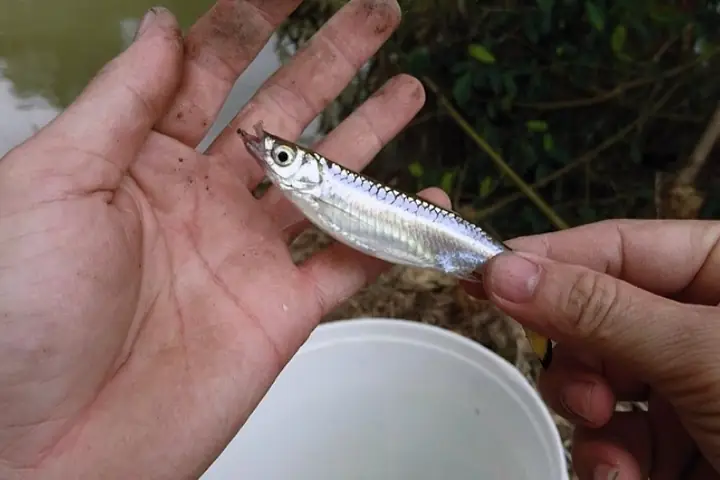 Cá lòng tong là loại cá gì?
