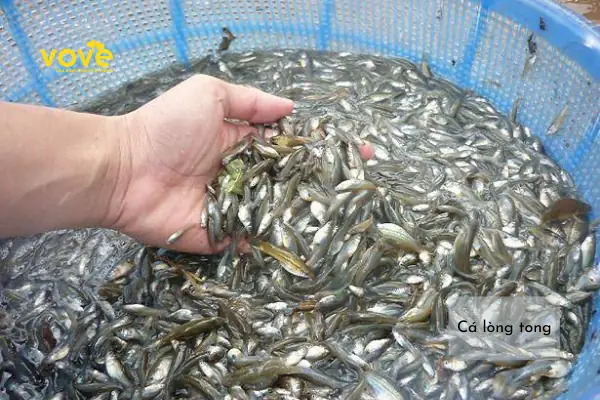 Cá Lòng Tong Đá: Đặc Điểm, Cách Nuôi và Vai Trò Sinh Thái