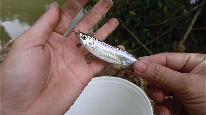 Cá Lòng Tong Mương: Đặc Điểm, Môi Trường Sống Và Cách Chăm Sóc