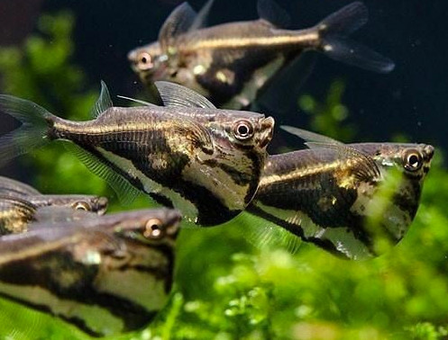 Cá Lưỡi Rìu với thân hình dẹt, bạc và vây ngực lớn