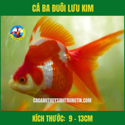 Cá Lưu Kim ba đuôi màu cam rực rỡ