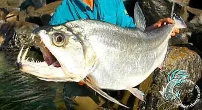 Cá Ma Cà Rồng Payara: Giải Mã Đặc Điểm, Tập Tính và Kỹ Thuật Nuôi Dưỡng