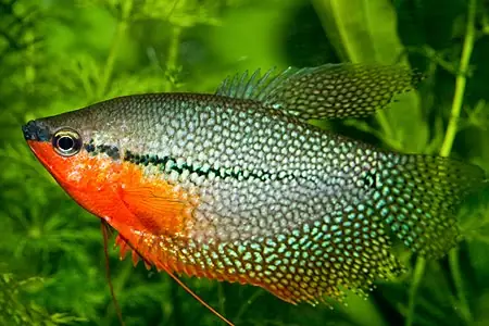 Cá Mã Giáp Gù: Đặc Điểm, Cách Nuôi Và Chăm Sóc Đúng Kỹ Thuật