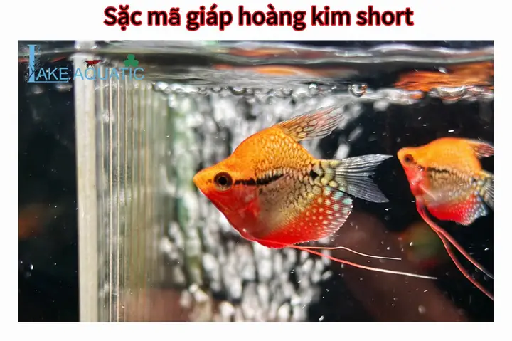 Làm thế nào để nuôi cá Mã Giáp Hoàng Kim khỏe mạnh tại nhà?