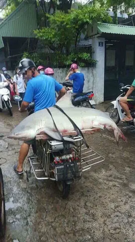 chuyen gia xac nhan ca map bo mat trang nguy hiem o vinh ha long