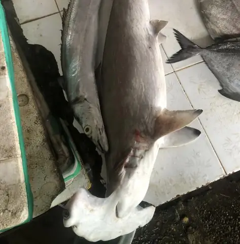 cá mập đầu búa