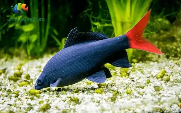 Cá Mập Đen Đuôi Đỏ: Đặc Điểm, Cách Nuôi Và Chăm Sóc Đúng Cách