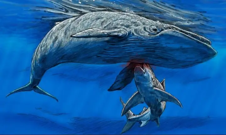 Cá Mập Khổng Lồ Megalodon: Giải Mã Sinh Vật Biển Săn Mồi Vĩ Đại Nhất Lịch Sử