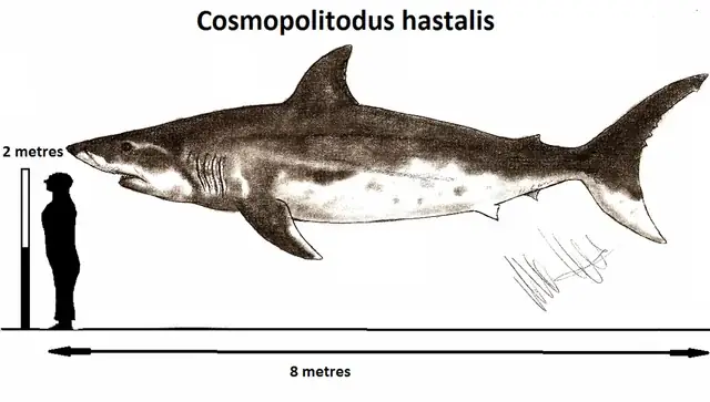 Cá Mập Khổng Lồ Megalodon: Giải Mã Sinh Vật Biển Săn Mồi Vĩ Đại Nhất Lịch Sử