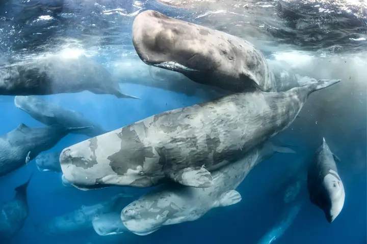 Cá Mập Lớn Nhất Thế Giới: Giải Mã Loài Megalodon Huyền Thoại