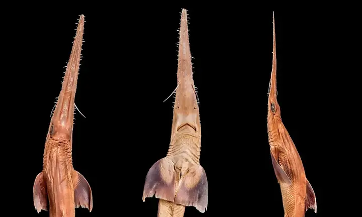 cá mập lưỡi cưa
