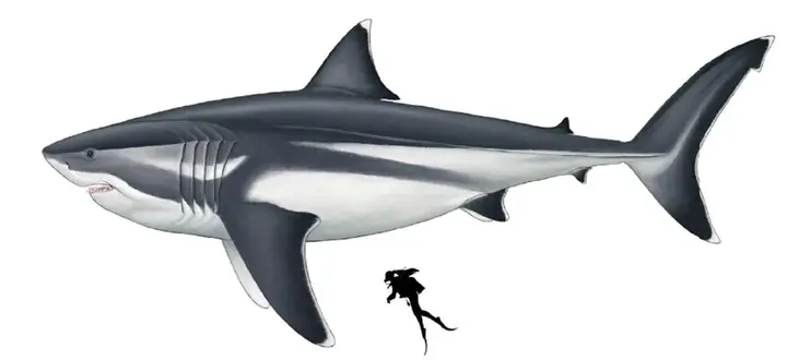 cá mập megalodon 3 đầu cá mập megalodon 3 đầu