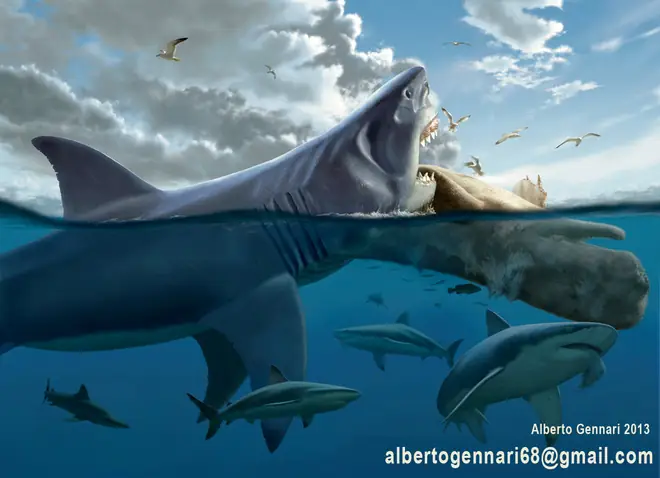 cá mập megalodon 3 đầu