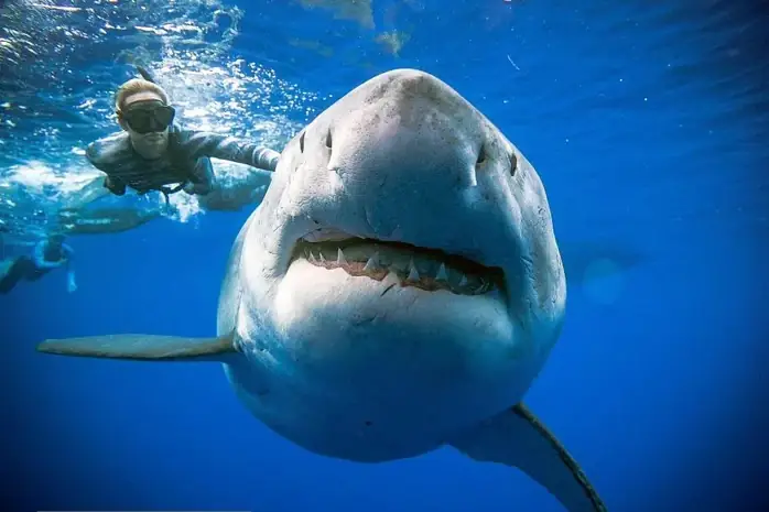 Cá mập Megalodon còn sống không? Giải mã bí ẩn từ khoa học