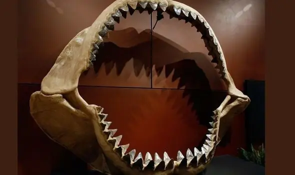 Cá Mập Megalodon: Kích Thước Có Thực Sự Lớn Hơn Chiến Hạm?