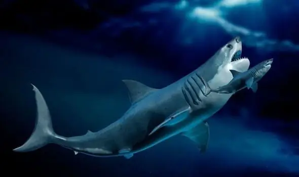 Cá Mập Megalodon: Kích Thước Có Thực Sự Lớn Hơn Chiến Hạm?