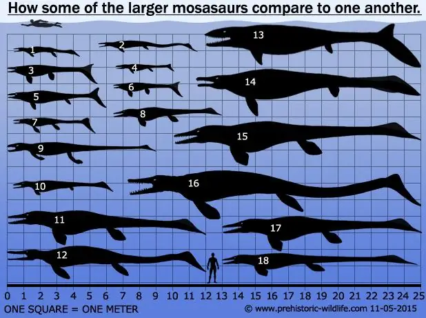Megalodon và Mosasaurus: Ai là vua biển cả thời tiền sử?