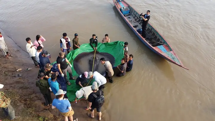 Cá Mập Nước Ngọt Khổng Lồ: Đặc Trưng, Môi Trường Sống và Sự Thật