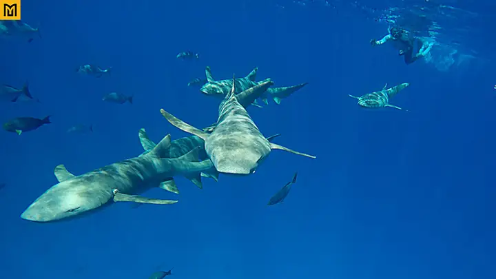 Cá Mập ở Maldives: Loài nào phổ biến và có nguy hiểm không?