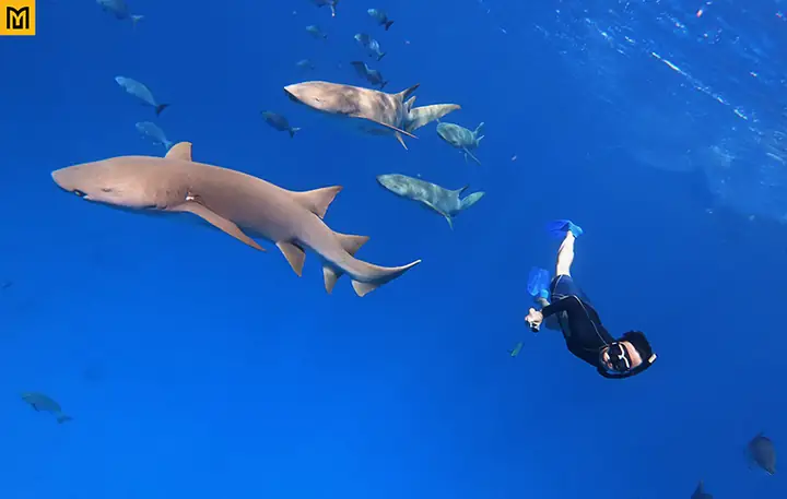 Cá Mập ở Maldives: Loài nào phổ biến và có nguy hiểm không? Cá Mập ở Maldives: Loài nào phổ biến và có nguy hiểm không?