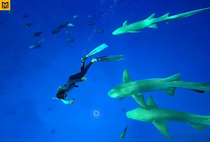 Cá Mập ở Maldives: Loài nào phổ biến và có nguy hiểm không? Cá Mập ở Maldives: Loài nào phổ biến và có nguy hiểm không?
