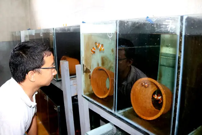 Cá Mập Vi Trắng: Đặc Điểm, Môi Trường Sống và Hành Vi Bí Ẩn