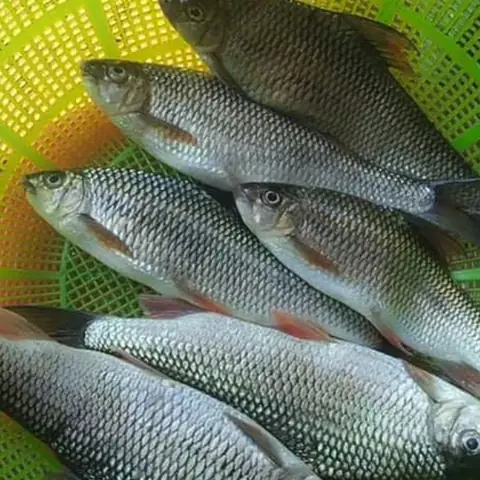 Cá Mát Hà Tĩnh: Đặc Điểm, Giá Bán và Món Ngon Tuyệt Hảo