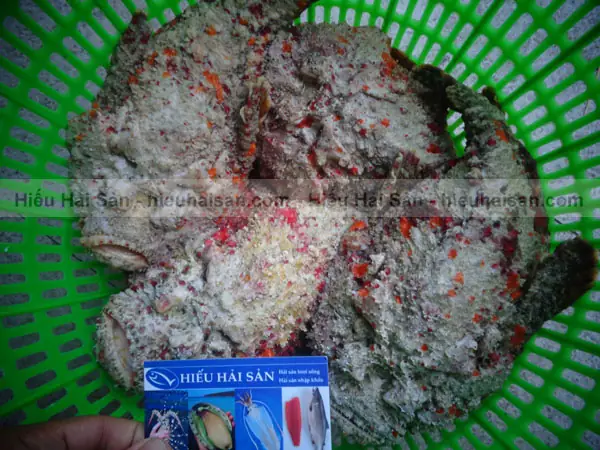 Cá mặt quỷ sống ở đâu? Khám phá môi trường tự nhiên Cá mặt quỷ sống ở đâu? Khám phá môi trường tự nhiên