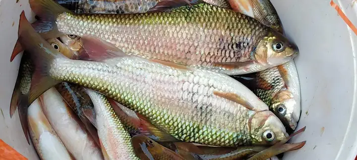 Cá Mát Sông Giăng: Khám Phá Đặc Sản, Giá Trị và Công Tác Bảo Tồn