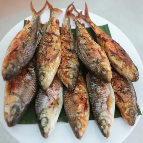 Cá Mát Sông Giăng: Khám Phá Đặc Sản, Giá Trị và Công Tác Bảo Tồn