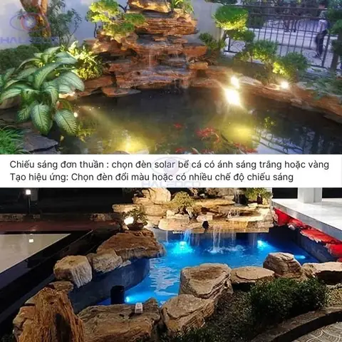 Cá Mặt Trời Cảnh: Hướng Dẫn Nuôi, Chăm Sóc Cho Người Mới