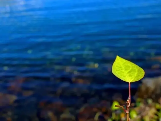 cá mè 1 lứa là gì