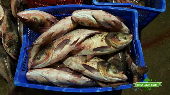Cá Mè Hoa To: Đặc Điểm, Giá Trị Dinh Dưỡng và Cách Nuôi