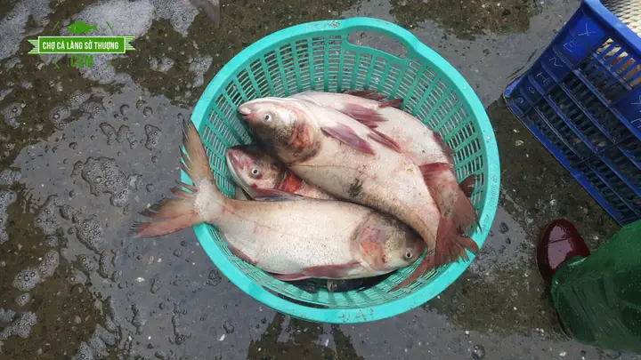 Cá Mè Hoa To: Đặc Điểm, Giá Trị Dinh Dưỡng và Cách Nuôi