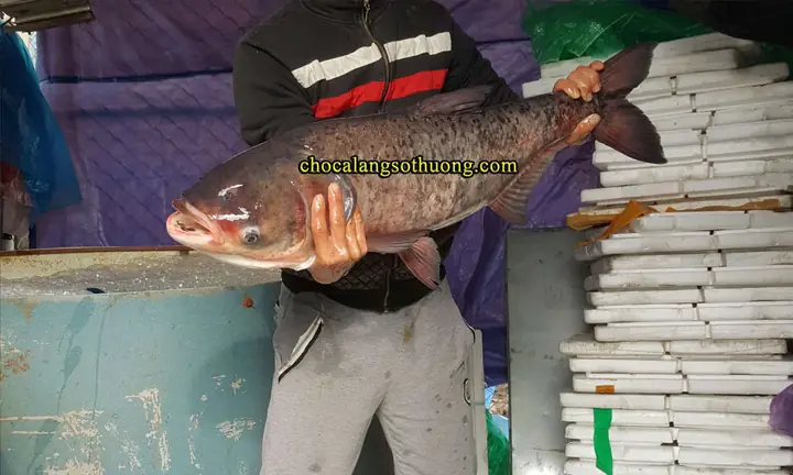 Cá Mè Hoa To: Đặc Điểm, Giá Trị Dinh Dưỡng và Cách Nuôi
