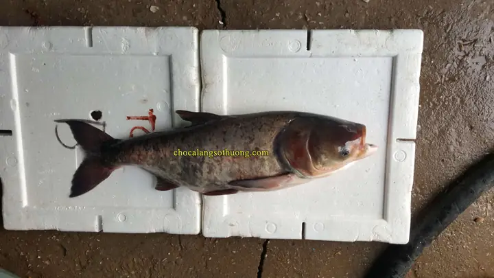 Cá Mè Hoa To: Đặc Điểm, Giá Trị Dinh Dưỡng và Cách Nuôi
