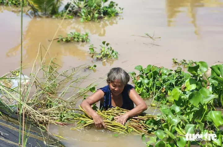 Cá Miền Tây Mùa Nước Nổi: Đời Sống, Sinh Kế Và Đặc Sản Cá Miền Tây Mùa Nước Nổi: Đời Sống, Sinh Kế Và Đặc Sản