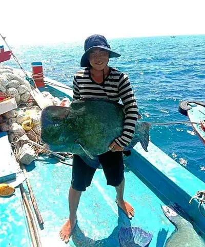 Cá Mó Đầu Gù: Đặc Điểm, Tập Tính Và Cách Nuôi Chi Tiết