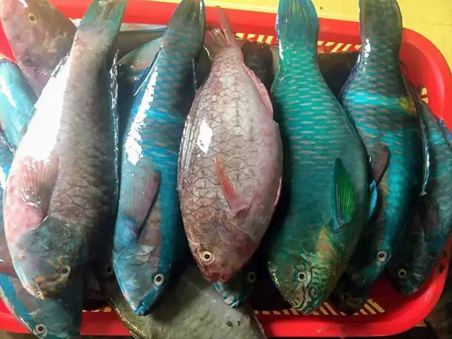 Cá Mó Là Cá Gì? Tổng Quan Từ A-Z Về Loài Cá Biển Đầy Màu Sắc Cá Mó Là Cá Gì? Tổng Quan Từ A-Z Về Loài Cá Biển Đầy Màu Sắc