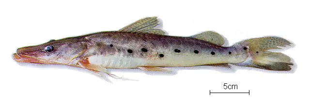 Cá Mỏ Vịt Da Báo (Tiger Catfish): Cẩm Nang Nuôi Và Chăm Sóc Toàn Diện