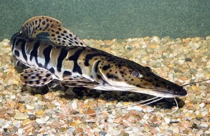 Cá Mỏ Vịt Da Báo (Tiger Catfish): Cẩm Nang Nuôi Và Chăm Sóc Toàn Diện