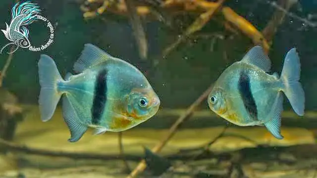 Cá Móc Câu Đỏ: Đặc Điểm, Cách Nuôi Và Chăm Sóc Cho Người Mới