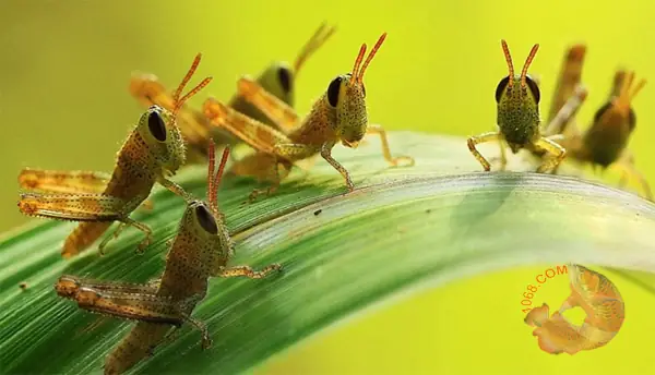 Cá Mồi Cho Cá Ăn: Hướng Dẫn Chi Tiết & Lưu Ý An Toàn