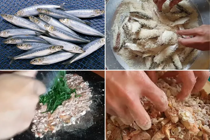 cá mòi là cá gì cá mòi là cá gì