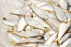 Cá Mòi Nước Ngọt: Khám Phá Đặc Điểm, Lợi Ích Và Món Ăn Ngon